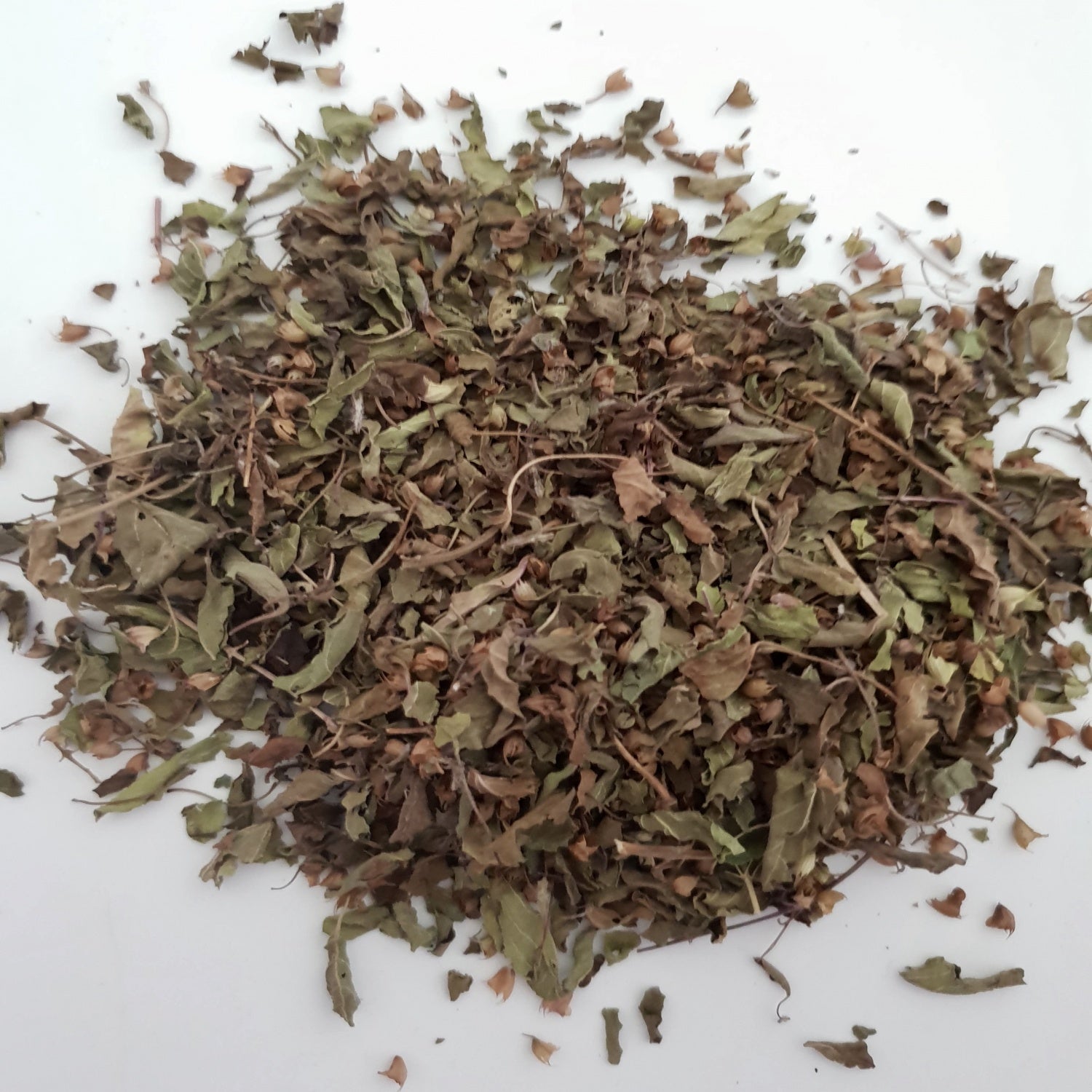 Holy Basil (Tulsi) - Organic