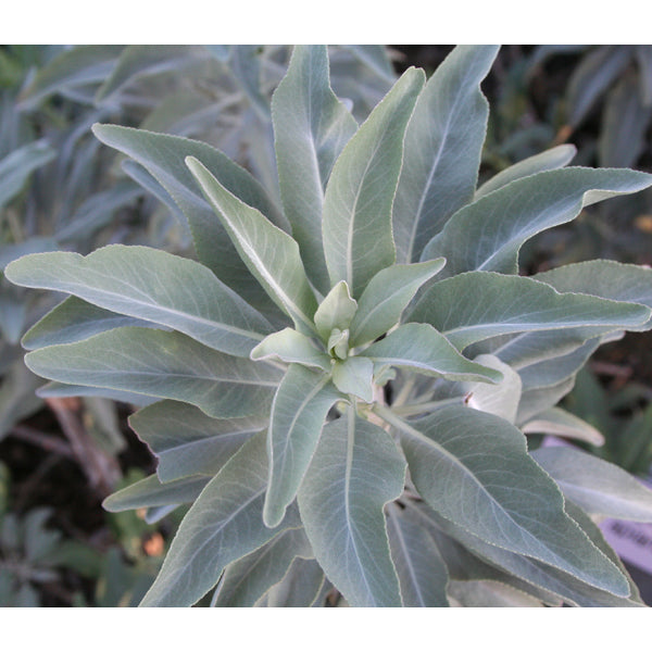 Californian White Sage - Green Tree Fragrance Oil